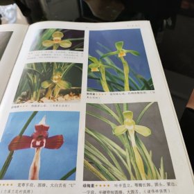 中国兰花名品珍品鉴赏图典