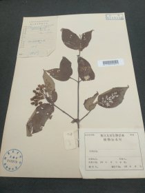 中国科学院植物研究所庐山植物园标本，产地，江西广昌县。1958年9月胡启明，华南植物园标本馆研究员。作为中国近代植物分类学的奠基人之一胡先骕的侄孙，采集。（39*27.2cm）标3