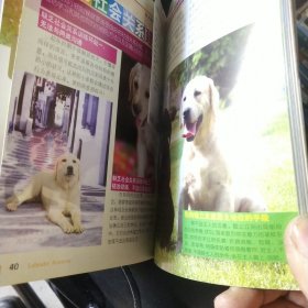 拉布拉多猎犬