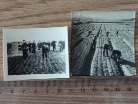 1965安徽农村，油菜追肥，油菜田间管理老照片两种
