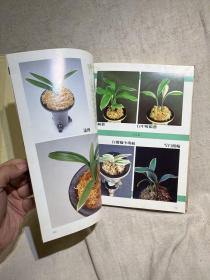 国兰铭品特集