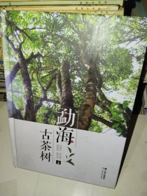 勐海古茶树