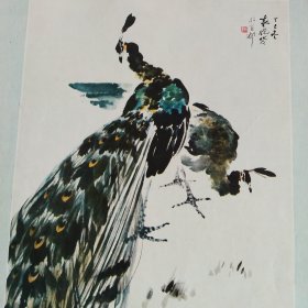 七八十年代16开老画一张印刷品，袁晓苓（孔雀）