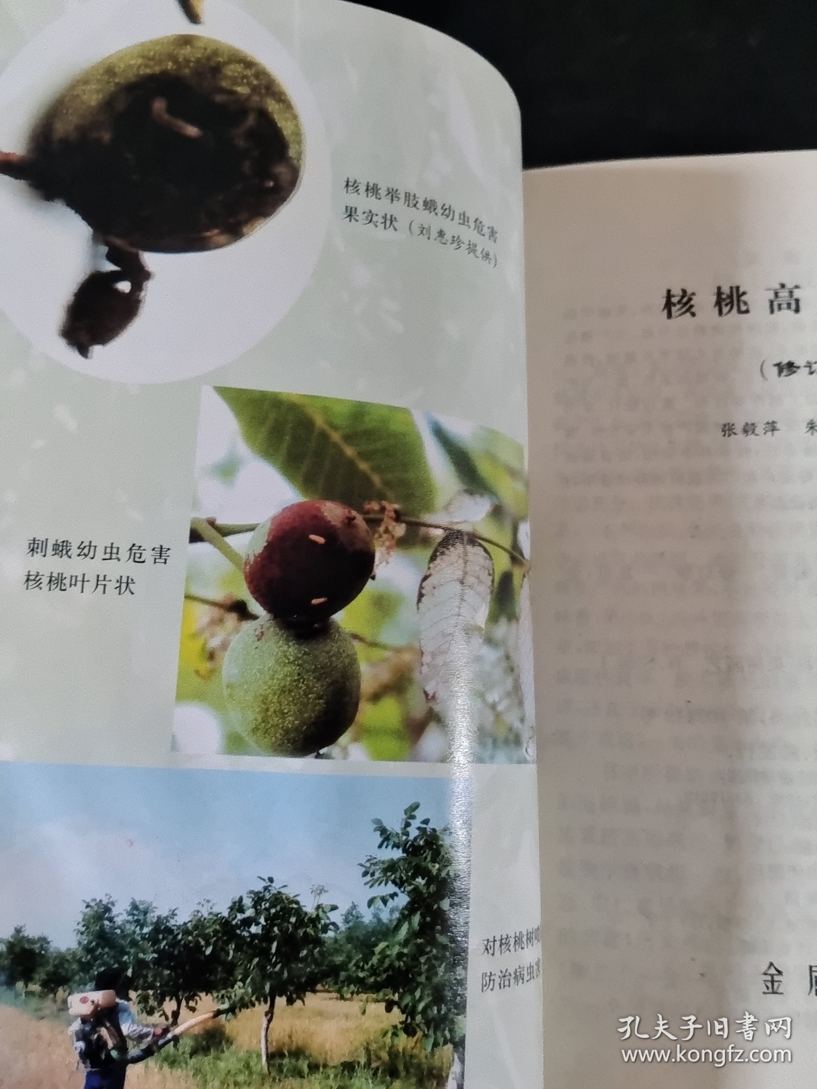 核桃高产栽培（修订版）