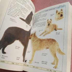 名犬   全世界300  多种名犬的彩色图鉴