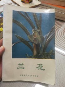 兰花 沈渊如