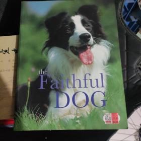 The faithful dog