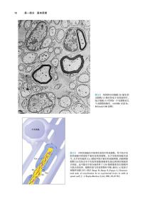 临床神经解剖学，第29版（翻译版）