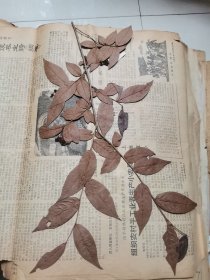 植物标本，无标本台纸.2150527-72