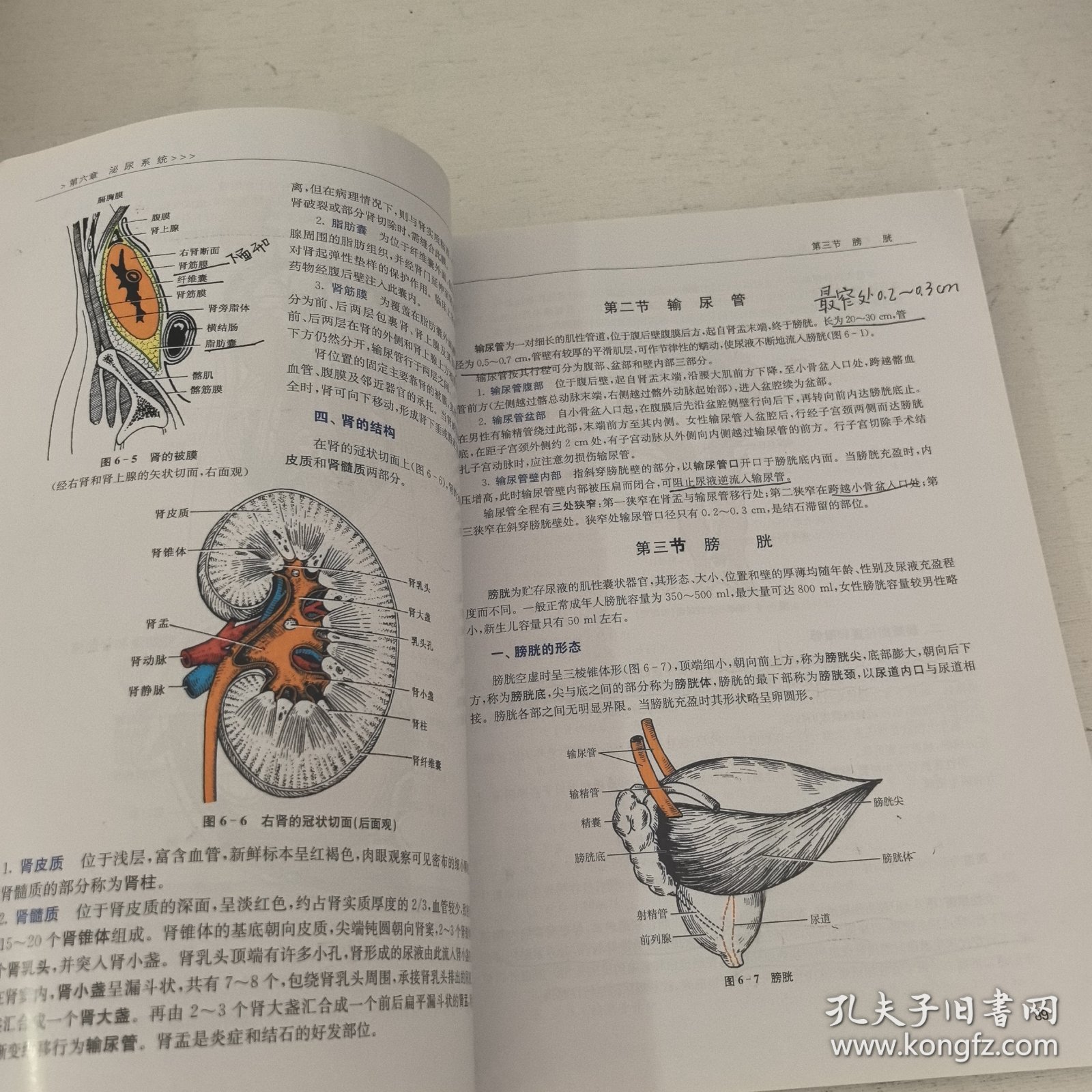 人体解剖学与组织胚胎学（供护理、临床、医学、药学、医学检验、助产等专业用 第3版） 笔记较多，介意者勿拍。，