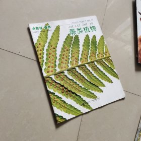 小聪仔自然  蕨类植物