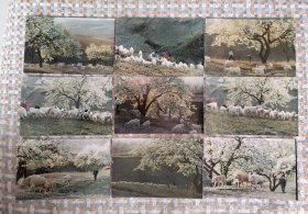 放牧在山花烂漫时 （任购6件包邮）