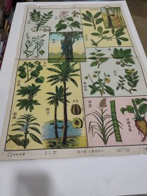 工艺植物二，第九图