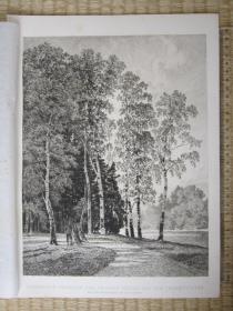 1879年原创蚀刻版画，35*25厘米，《拉克森堡的白桦林》。奥古斯特·谢弗(August Schaeffer 1833-1916)作品。