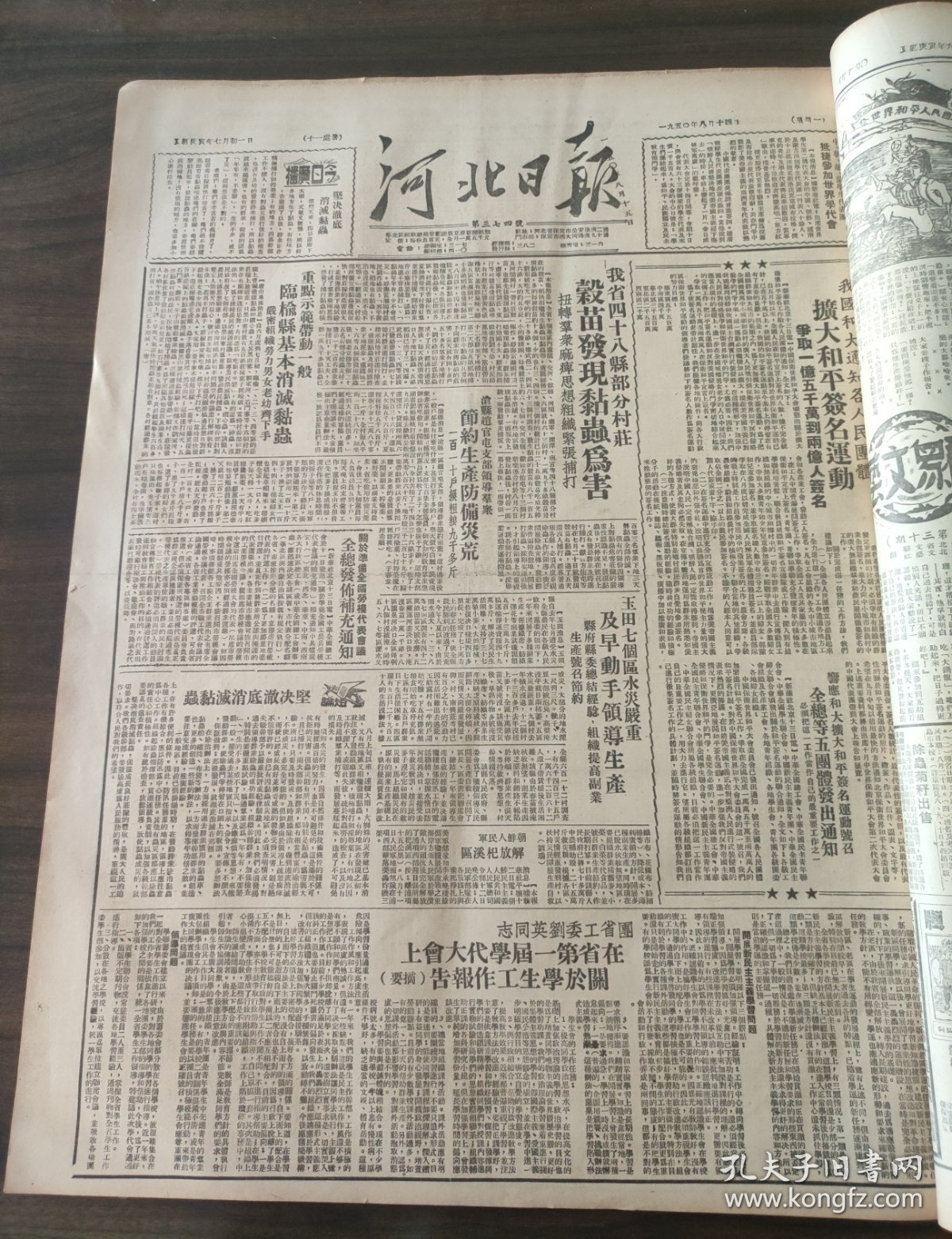 河北日报1950年8月14日我国和大通知各人民团体扩大和平签名运动，玉田区朝鲜人民军解放溪区团省工委刘英同志,博野小店村饶阳西刘庄村,束鹿满城丰润