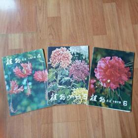 《植物杂志》1979.4、《植物杂志》1979.5、《植物杂志》1979.6  【 三本合售  1979   年  原版资料】【图片为实拍图，实物以图片为准！】科学出版社