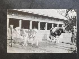 外国明信片一张《大岛差木地村营种牡牛》