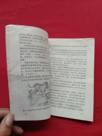 虎