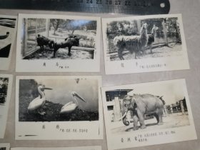 动物照片(北京动物园照相部)28张（6*9cm）