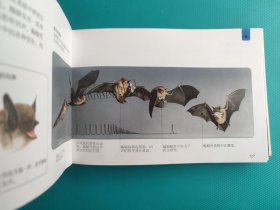 口袋图书馆 :危险动物