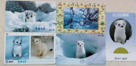 日本电话卡～哺乳动物专题--白鼬(志贺高原)（过期废卡，收藏用）