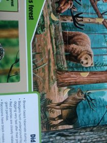 ANIMALS LIFE-THE-FLAP BOOK 动物翻翻书