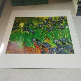 美术卡片：鸢尾花（卡纸28厘米*28厘米*0.5毫米）印制精美