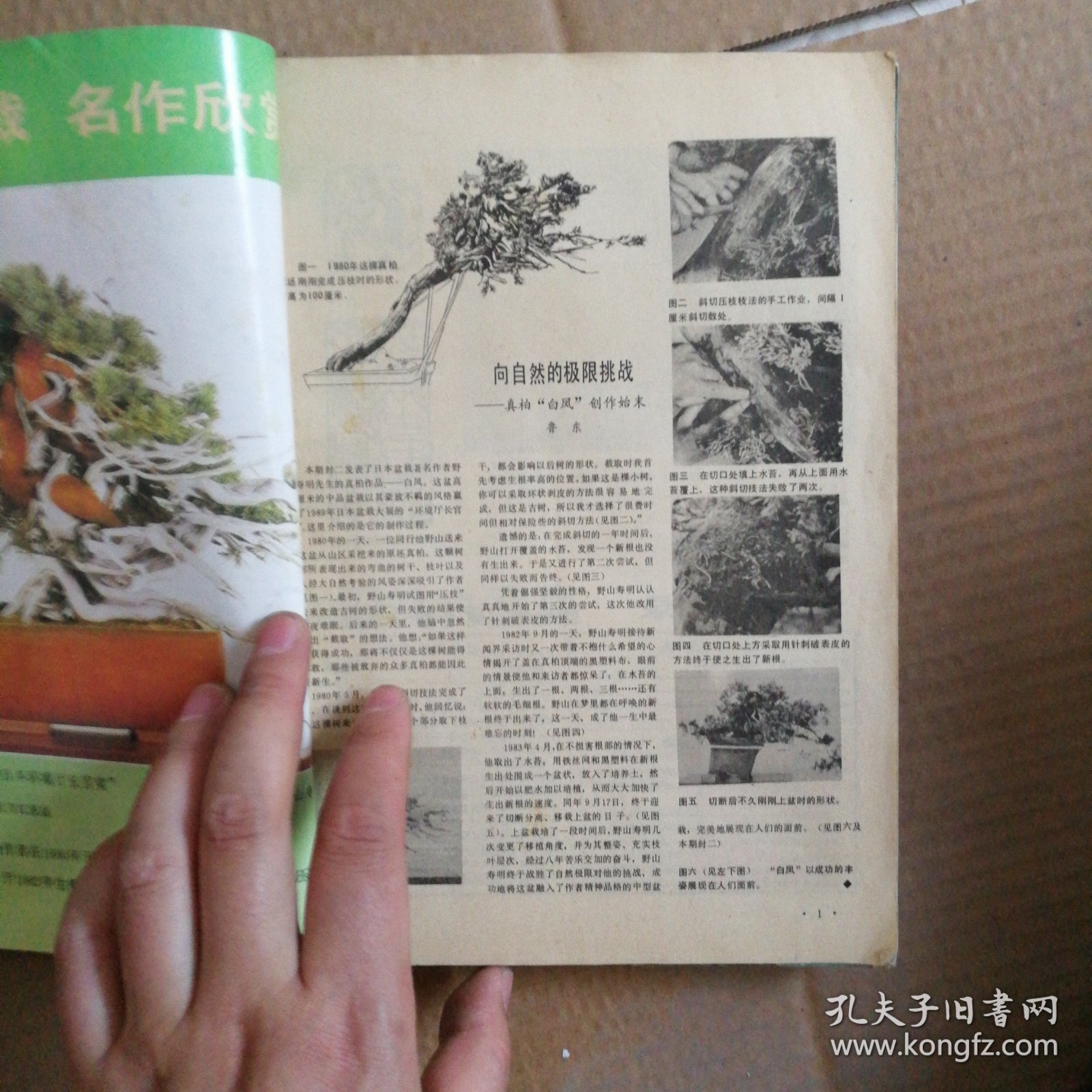 海外花卉盆景特辑 中国花卉盆景1992年1月～12月