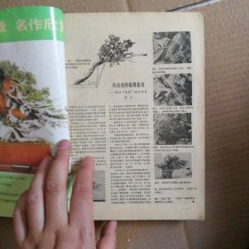 海外花卉盆景特辑 中国花卉盆景1992年1月～12月