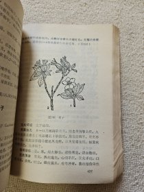 崇阳中草药.