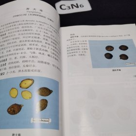 常用中药材真伪鉴别彩色图谱（铜版纸书）