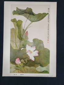 8开画页-荷花（1979年，俞致贞）