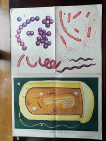 初中课本生物教学挂图-微生物