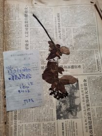 植物标本，无标本台纸.2150528-79