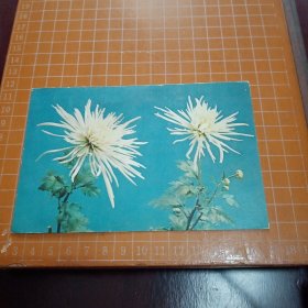 明信片：菊花（松针型）