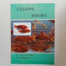 江西省吉安市万安县鱼种场 玻璃红鲤鱼，万安县锅炉厂，80年代广告彩页一张