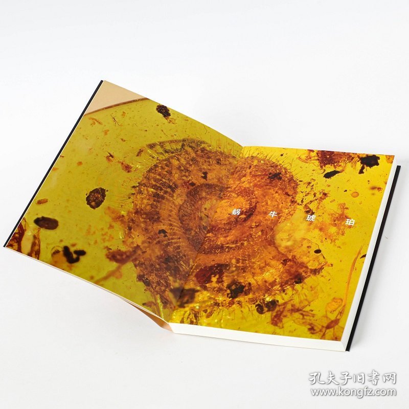 邢立达恐龙手记:琥珀篇