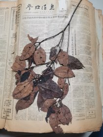 植物标本，无标本台纸.2150527-83