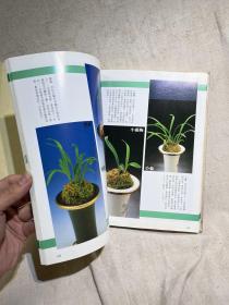 国兰铭品特集