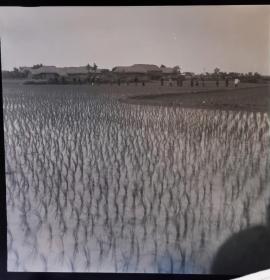 1966年底片2张，南陵县葛林大队方村生产队耘早稻，