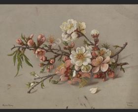1880年德国套色石印版画植物花卉 桃花