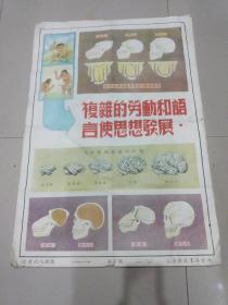 从猿到人挂图（六）山东自然科学教育研究所编绘  上海新亚书店出版（78/53厘米）
