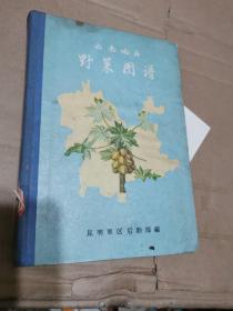 云南地区野菜图谱