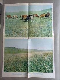 初级中学课本动物学教学挂图——我国的植物群落(全9幅)