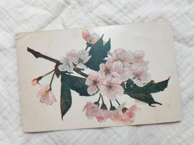 Vintage西洋古董明信片 植物系列明信片