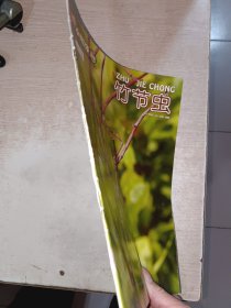 小聪仔科普 竹节虫