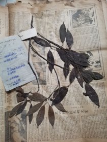 植物标本，无标本台纸.2150528-63