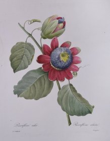 雷杜德1827年原版花卉圣经