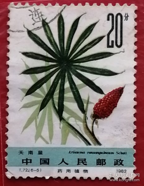 中国邮票 t72 1982年 发行量273万 药用植物2组 天南星 6-5 信销 具有较高的经济价值。天南星是历史悠久的中药之一，《神农本草经》就有记载