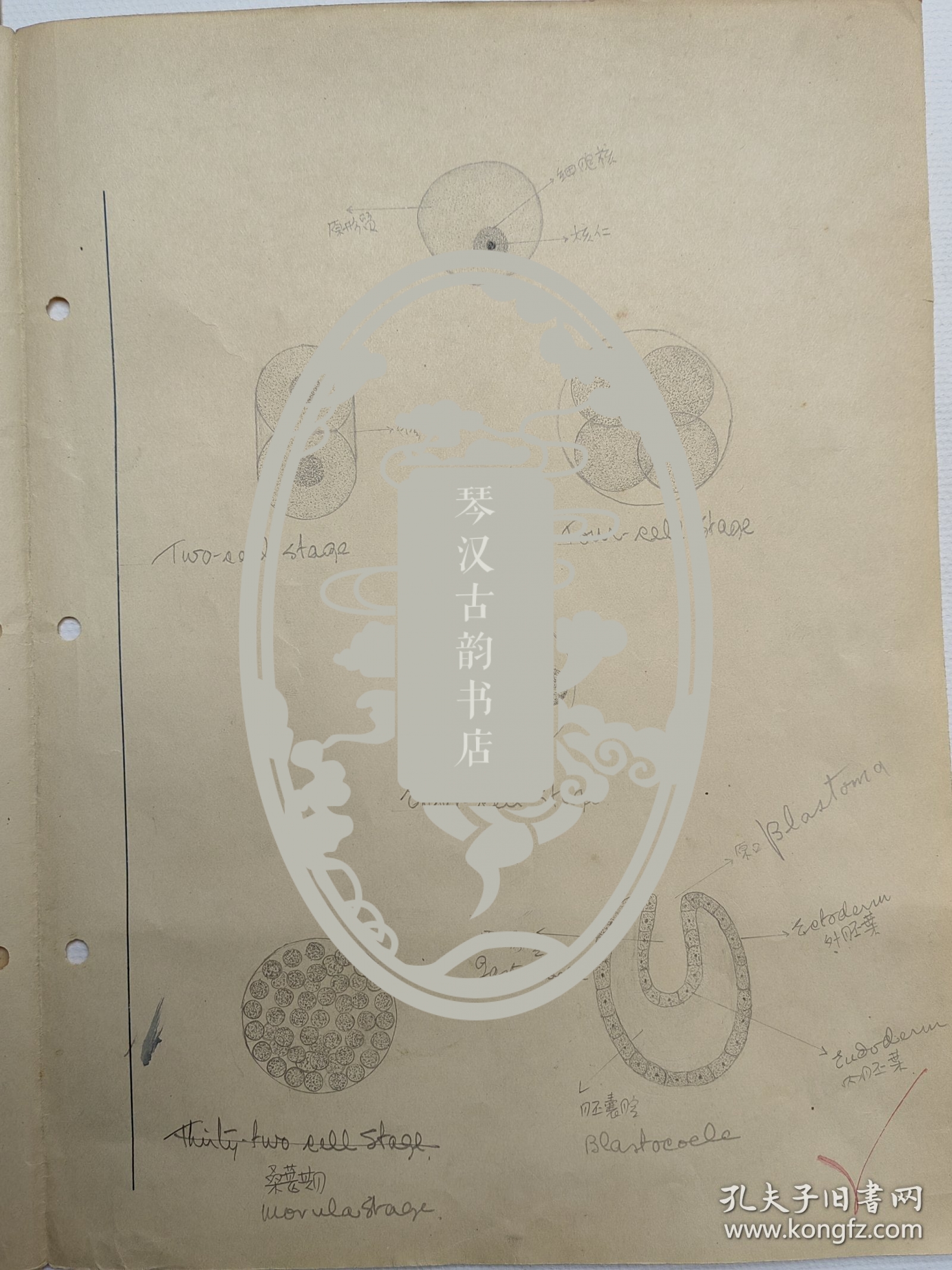 山西医科大学教授 张文忠（1918-1993），民国26年、27年，手稿两份。【中国昆虫学会理事、中国显微与亚显微形态科学会理事、全国高等医学院校教材《人体寄生虫学》第一版编审组委员等】